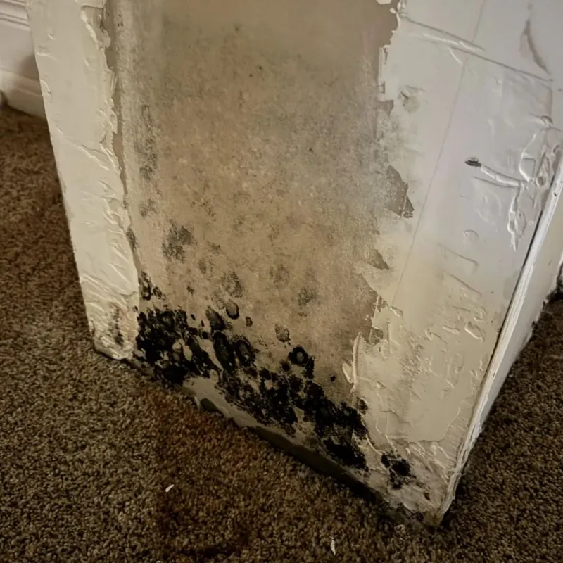 Professional Mold Removal in Kingman County, KS